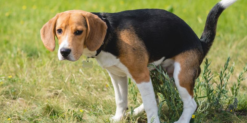 campaña de control a los dueños de perros en Leganés